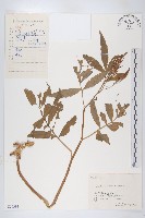 華中碎米薺藏品圖，第1張