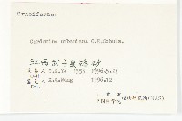 華中碎米薺藏品圖，第3張