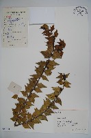 貓兒刺藏品圖，第1張