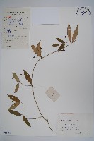 貴州娃兒藤藏品圖，第1張