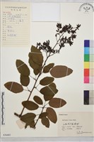 大葉勾兒茶藏品圖，第1張