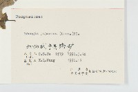 黃鵪菜藏品圖，第3張
