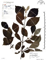 杜虹花，台灣紫珠藏品圖，第1張