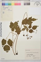 尖葉唐松草藏品圖，第1張