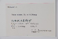 黃楊藏品圖，第2張