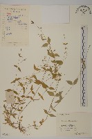 中國繁縷藏品圖，第1張