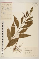 佩蘭、澤蘭藏品圖，第1張