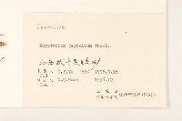 佩蘭、澤蘭藏品圖，第3張