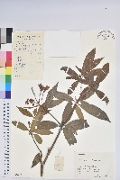 日本馬醉木藏品圖，第1張