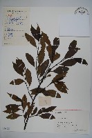 鐵冬青藏品圖，第1張