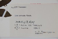 鐵冬青藏品圖，第2張