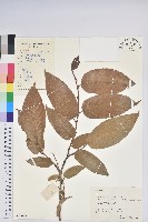 毛果珍珠花藏品圖，第1張