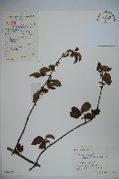 狹葉莢迷藏品圖，第1張