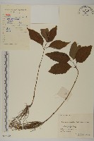 及己藏品圖，第1張