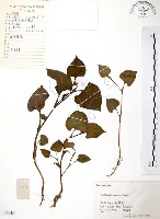 臭腥草、蕺菜藏品圖，第1張