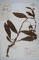 琉璃草藏品圖，第1張