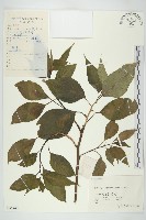 青莢葉藏品圖，第1張