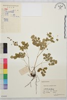 爪哇唐松草藏品圖，第1張