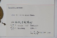 茶果冬青藏品圖，第2張