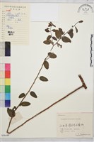 牯嶺勾兒菜, 臺灣黃鱔藤藏品圖，第1張