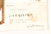 山萵苣藏品圖，第3張