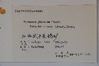 蝴蠂莢迷藏品圖，第2張