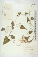 合子草藏品圖，第1張