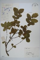 下江忍冬藏品圖，第1張