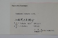 下江忍冬藏品圖，第2張