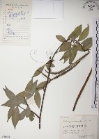 絡石藏品圖，第1張