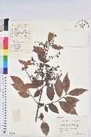 米飯花藏品圖，第1張