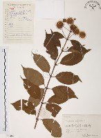 風箱樹藏品圖，第1張