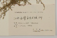 黃蒿藏品圖，第3張