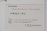 附地菜藏品圖，第2張