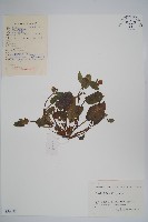 浙贛車前紫草藏品圖，第1張