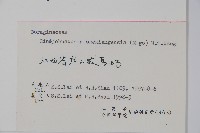 浙贛車前紫草藏品圖，第2張