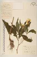 塊根向日葵藏品圖，第1張