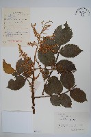 鹽膚木藏品圖，第1張