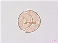 省沽油藏品圖，第1張