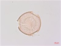 省沽油藏品圖，第2張