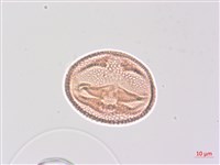 省沽油藏品圖，第3張