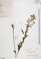 美洲假蓬藏品圖，第1張