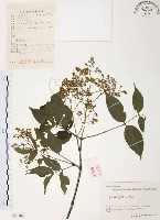 野鴉椿藏品圖，第1張