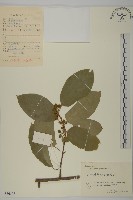 哥蘭葉藏品圖，第1張