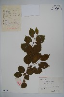 大果冬青藏品圖，第1張