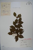 大柄冬青藏品圖，第1張