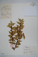 貓兒刺藏品圖，第1張