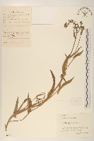 多頭苦菜、野剪刀股藏品圖，第1張