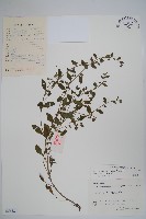 細纍子草藏品圖，第1張