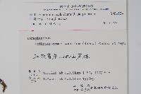 細纍子草藏品圖，第2張